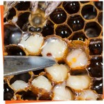 Combate complementar contra a varroa